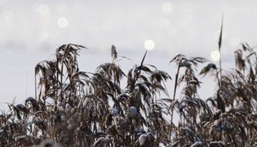 Оранжевый уровень опасности объявлен на 1 января